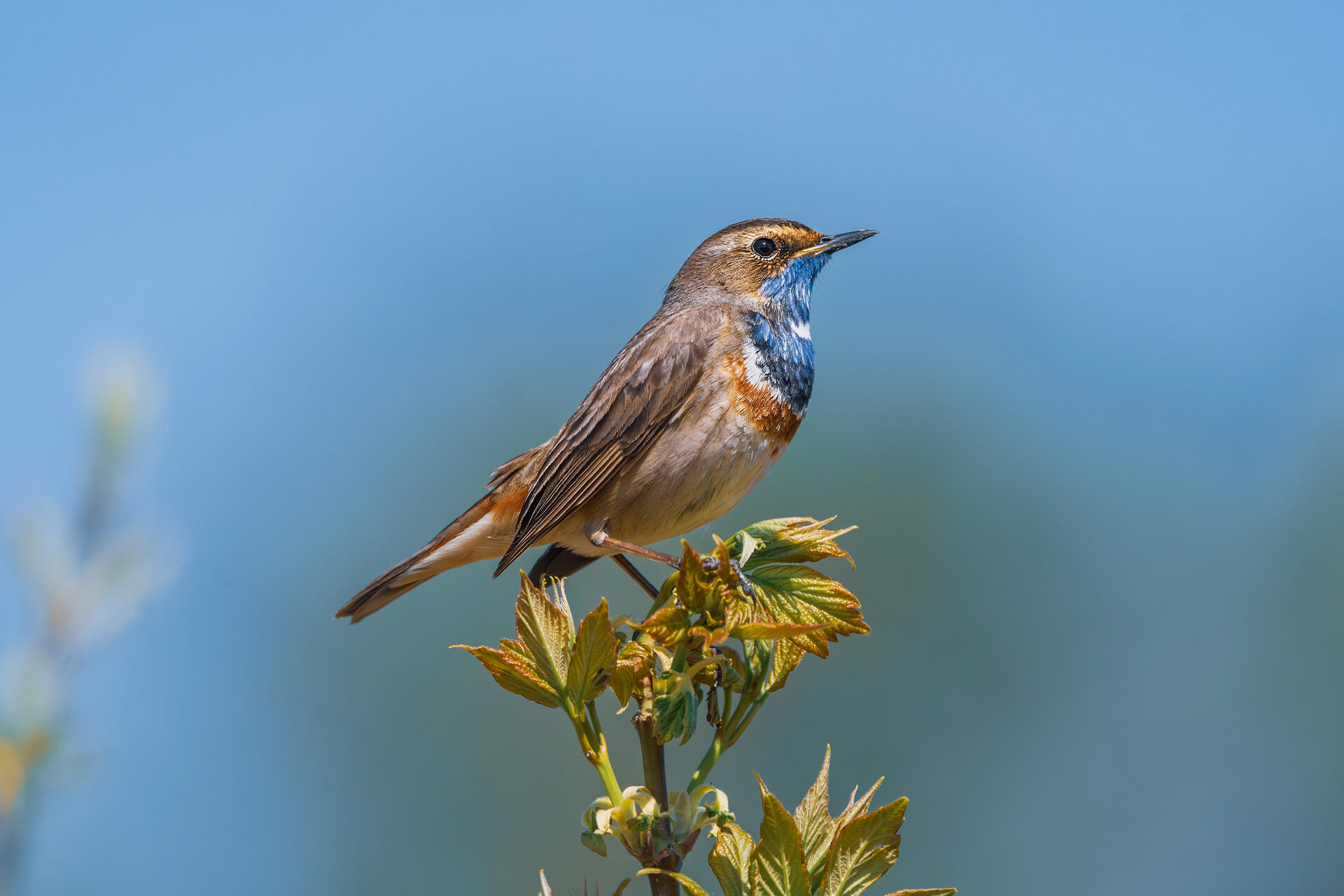 Синьошийка (Bluethroat)