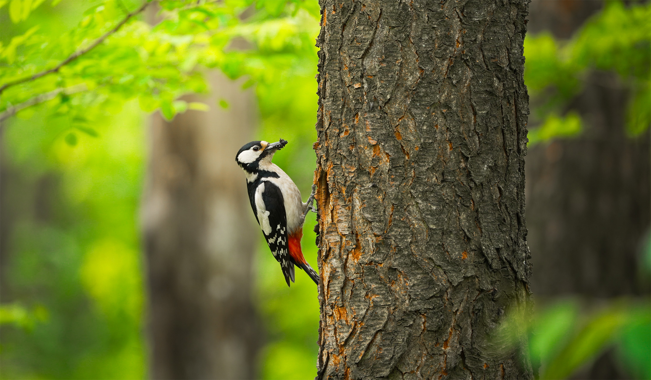 Дятел звичайний (Great Spotted Woodpecker)