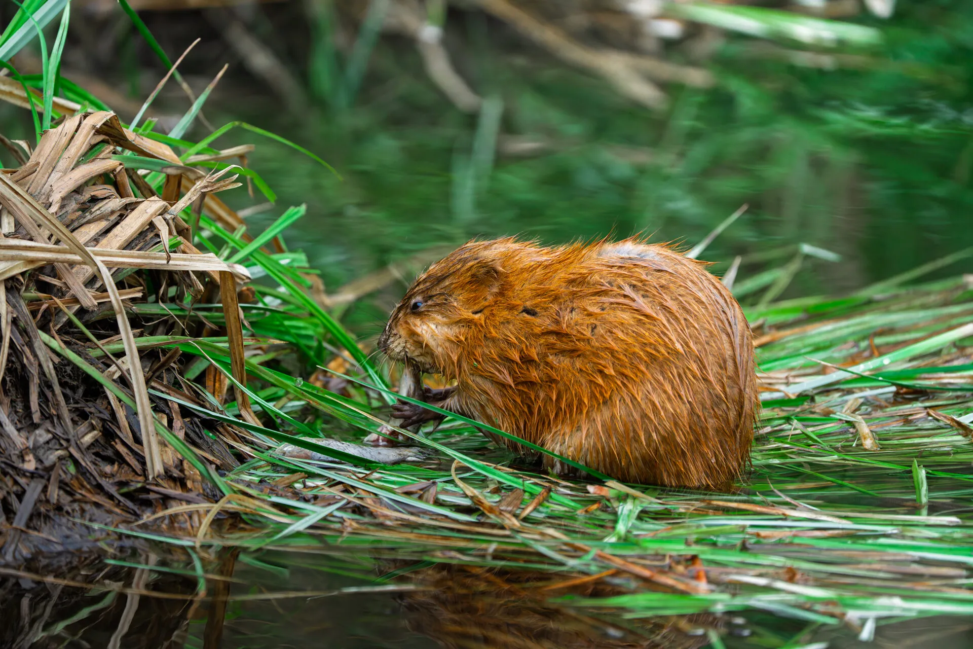 Зустріч з ондатрою (Muskrat)