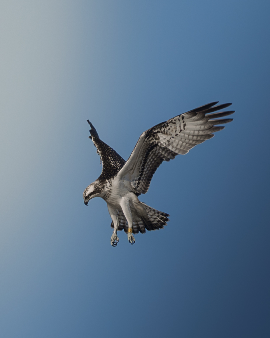 Скопа (Osprey) парить на березі Київського водосховища, знята фотографом дикої природи Антоном Мариненко
