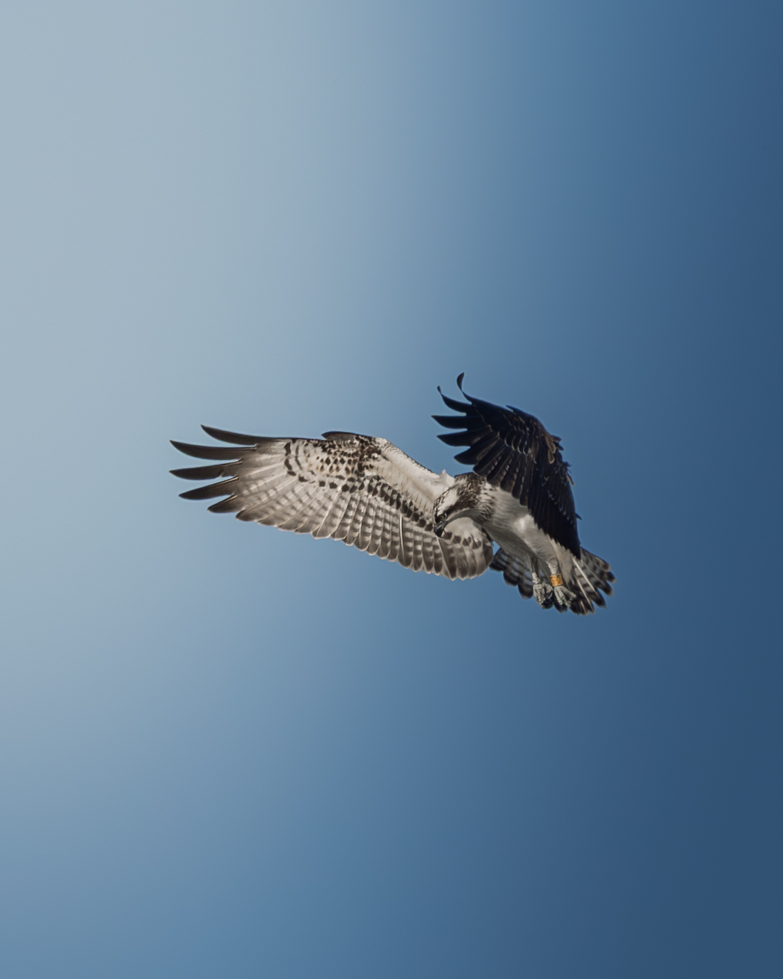 Скопа (Osprey) з кільцями на лапах, знята фотографом дикої природи Антоном Мариненко