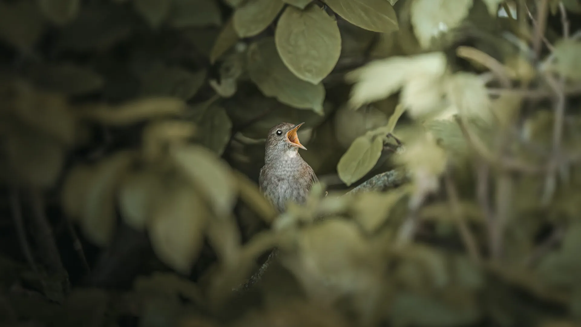 Спів Соловейка Східного (Thrush Nightingale)