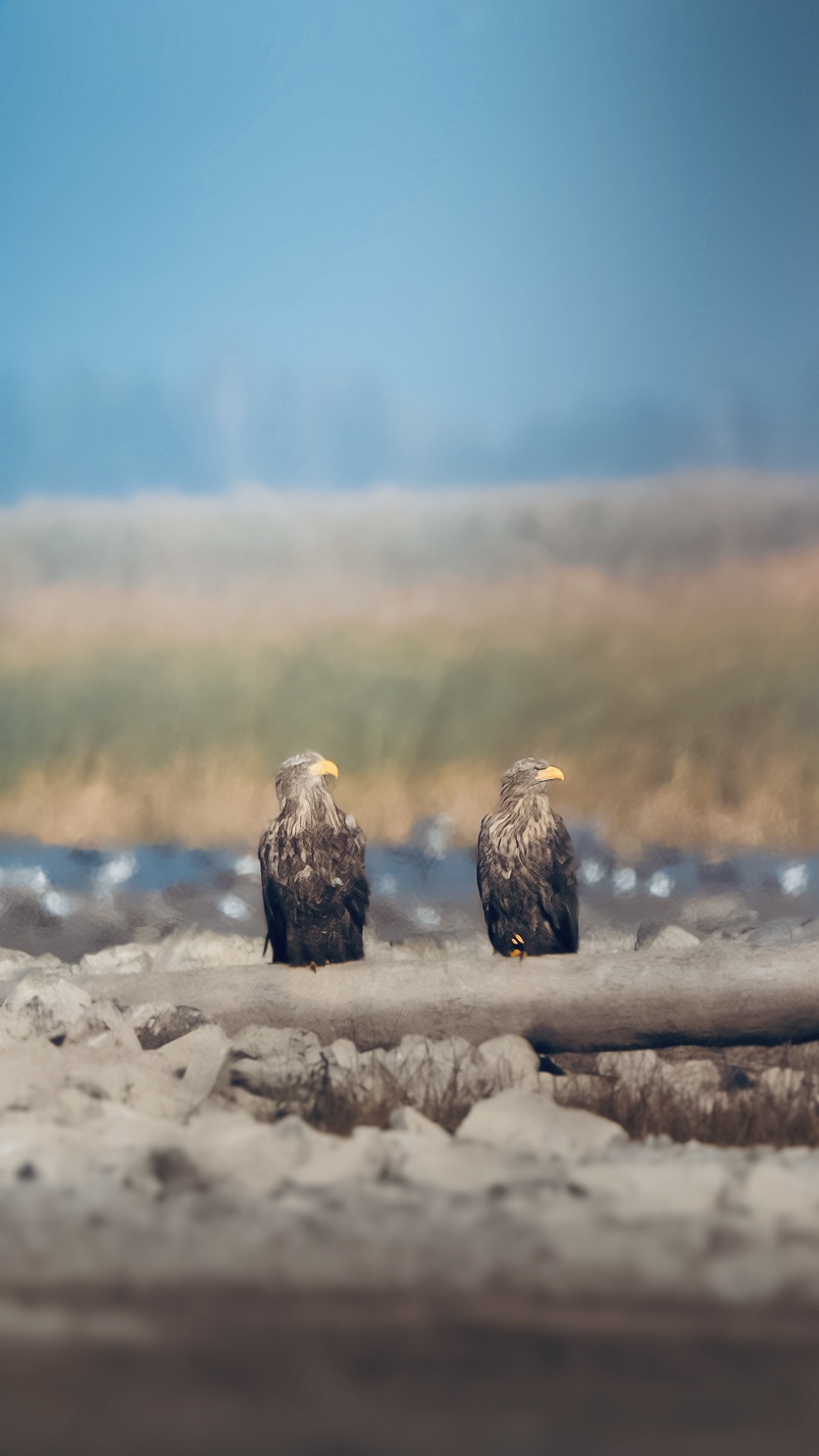 Орлани-білохвости (White-Tailed Eagle) сидить на березі Київського водосховища.