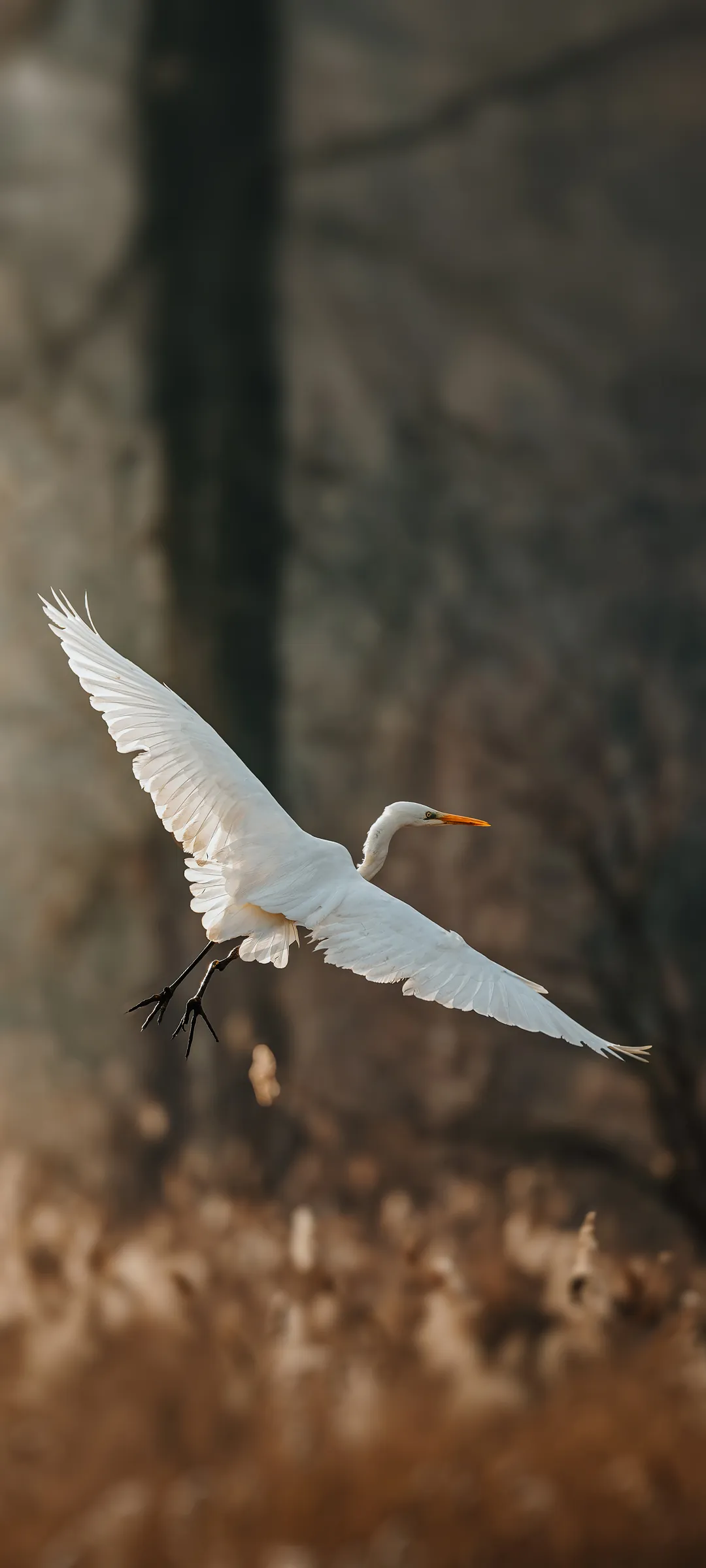 Чепура велика (Great Egret) — шпалери для телефону
