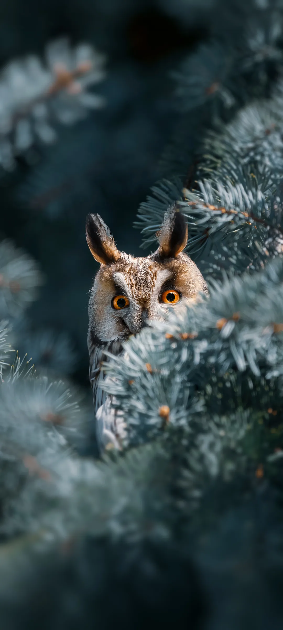Сова вухата (Long-eared Owl) — шпалери для телефону