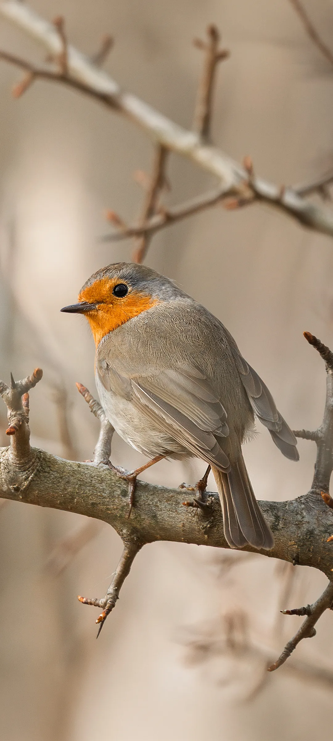 Вільшанка (Robin) — шпалери для телефону