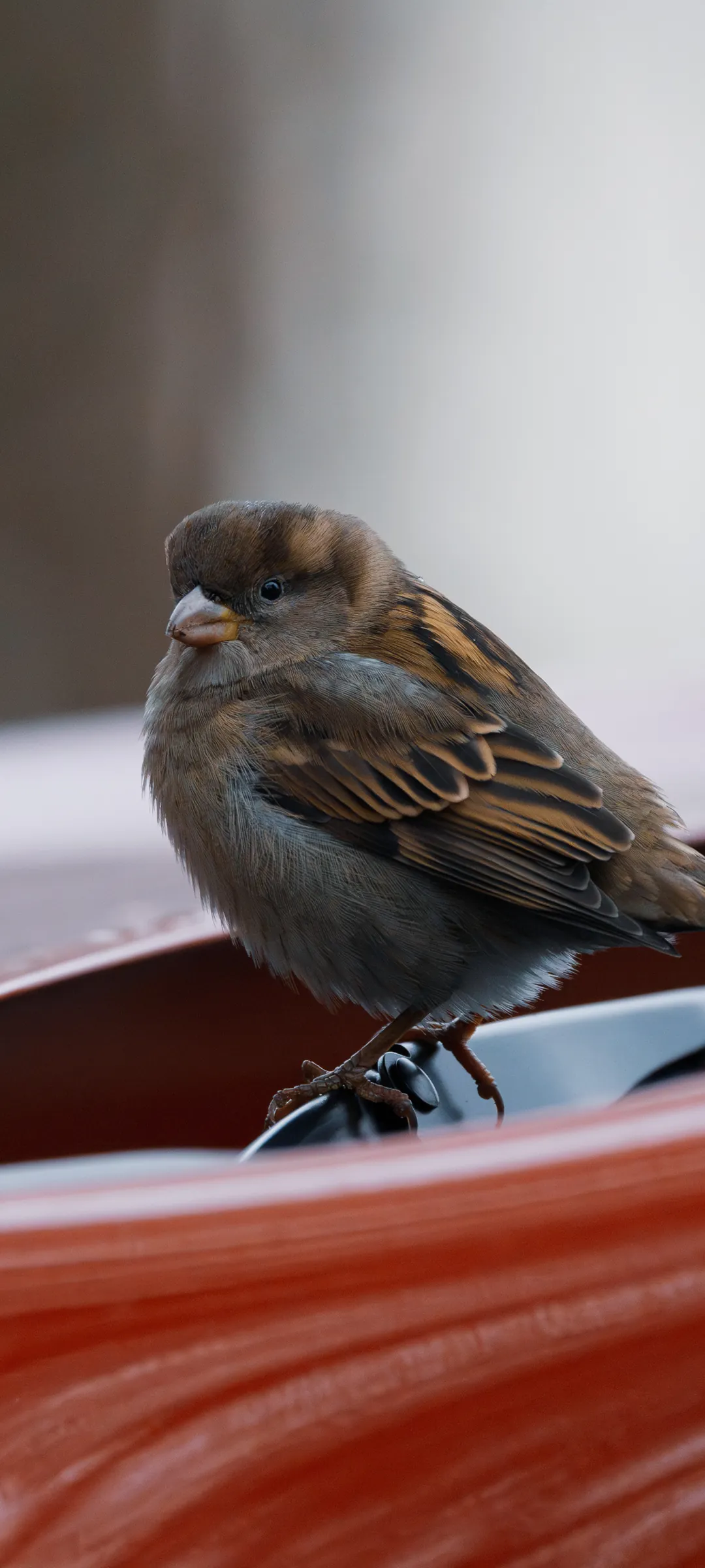 Горобець (Sparrow) — шпалери для телефону