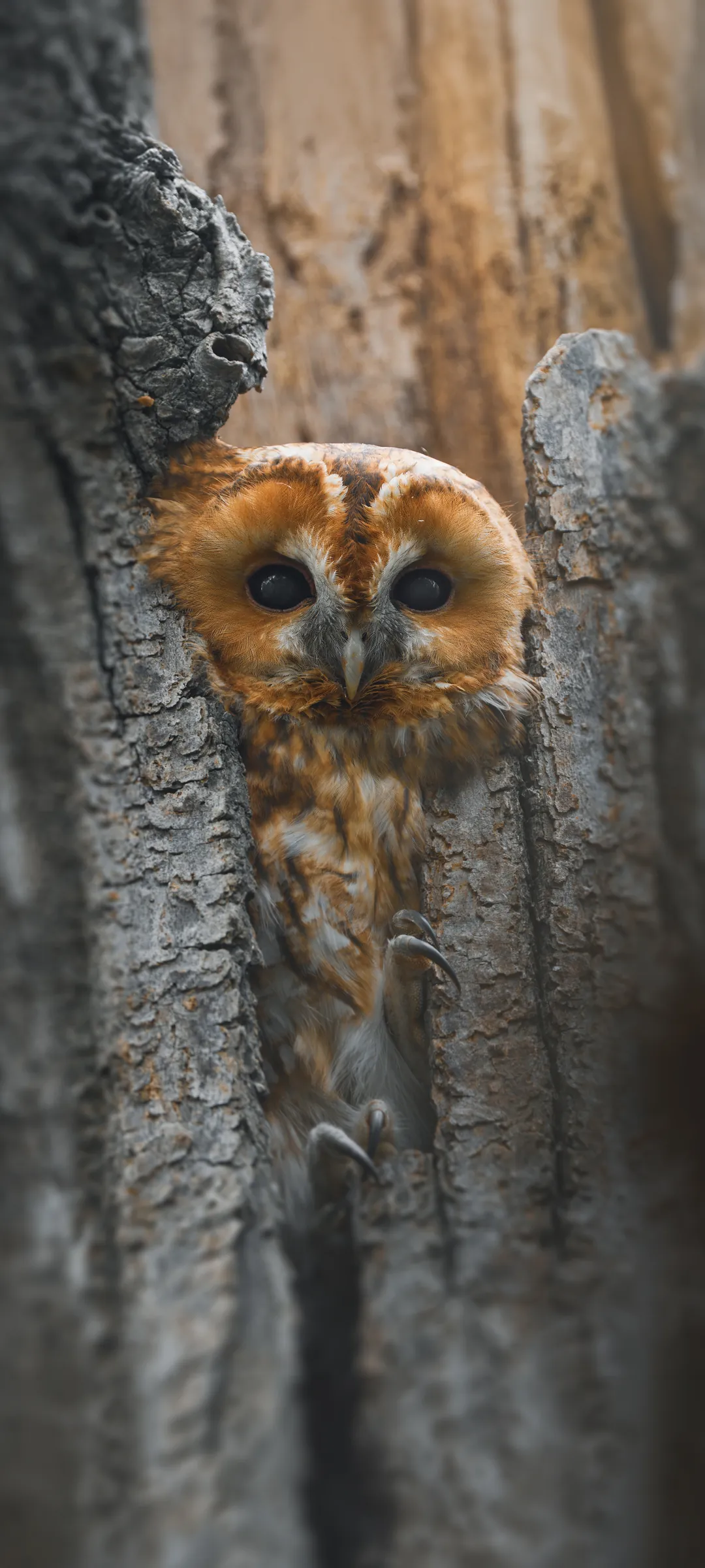 Сова сіра (Tawny Owl) — шпалери для телефону